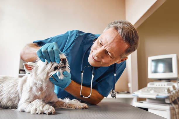 Best Urgent Tooth Repair  in Ada, MN